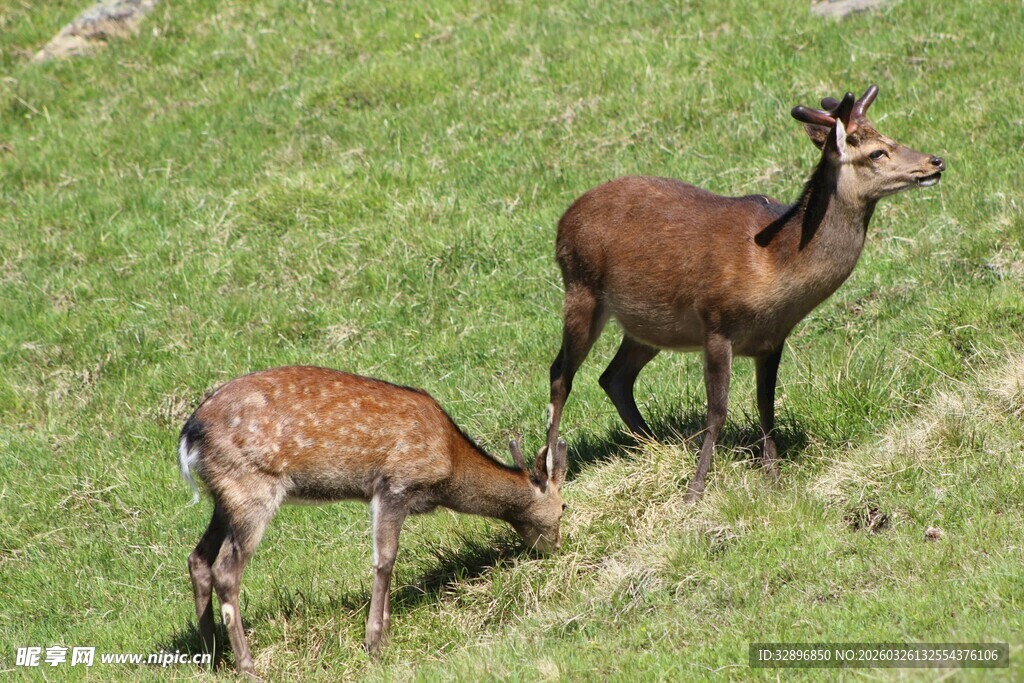 草地上的两只鹿