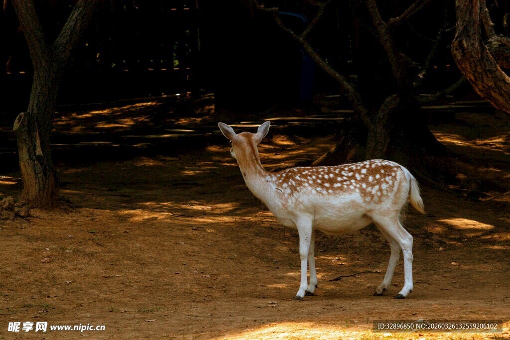林间斑点小鹿