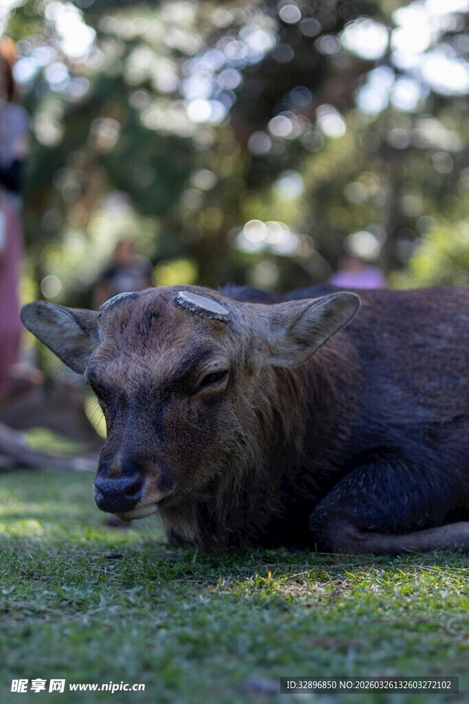草地上休憩的小鹿
