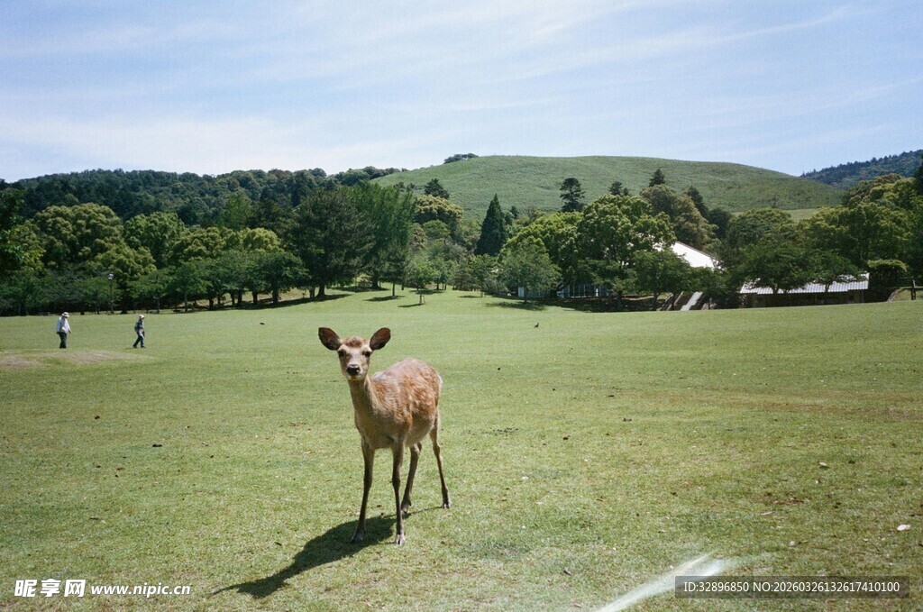 草地上站立的小鹿
