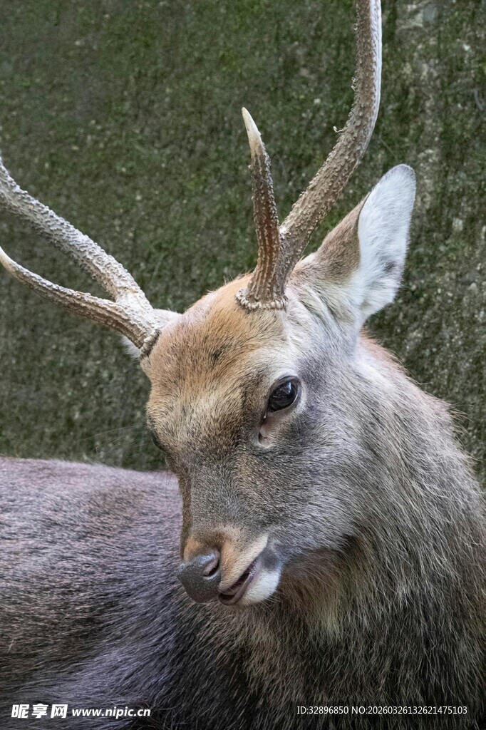 优雅长角鹿特写
