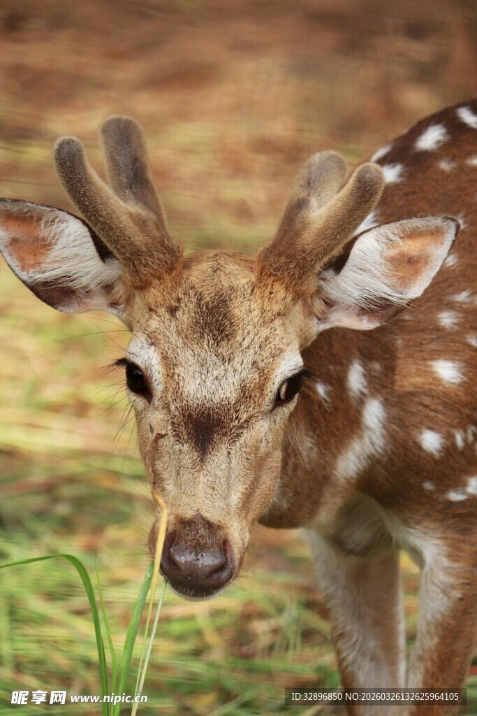 可爱梅花鹿近景特写