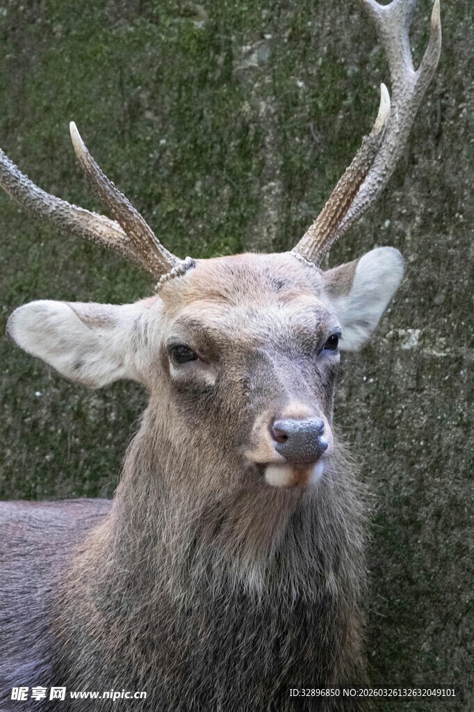 长角鹿特写