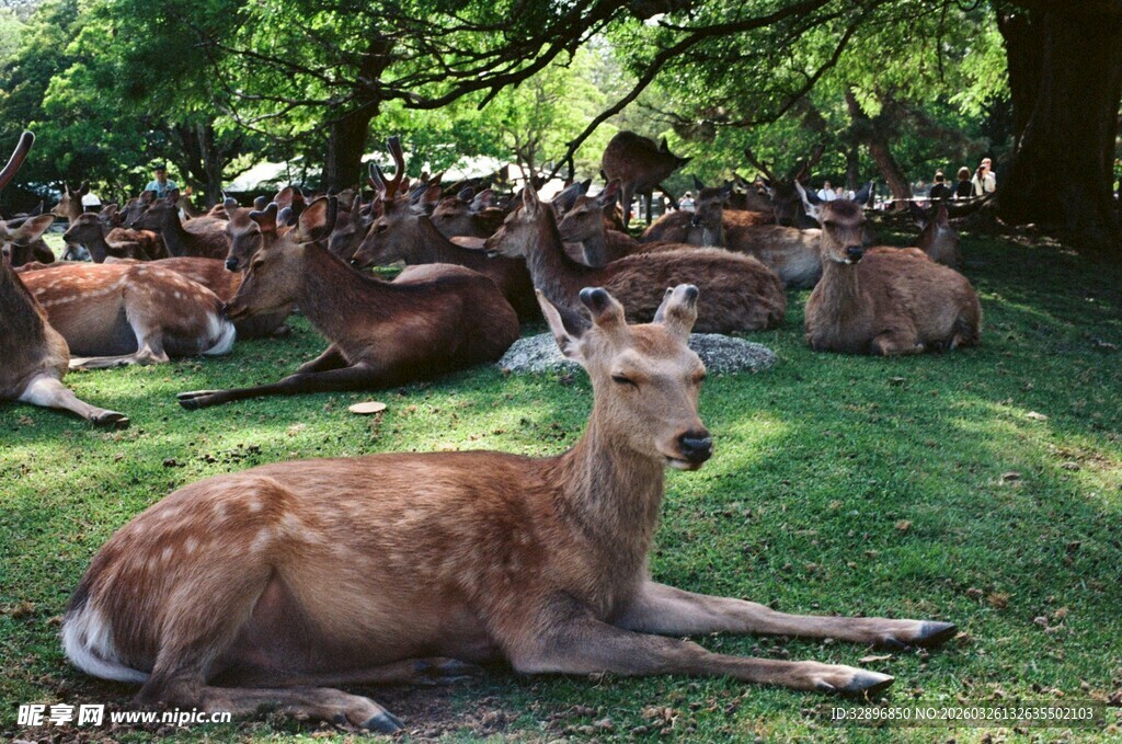 草地上休憩的鹿群
