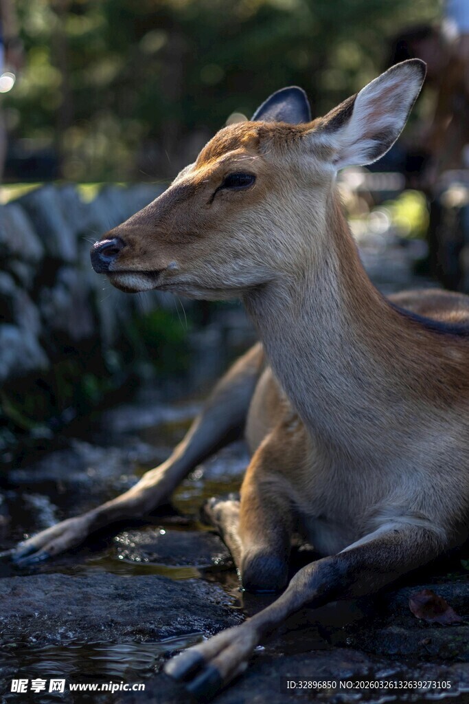 休憩的小鹿