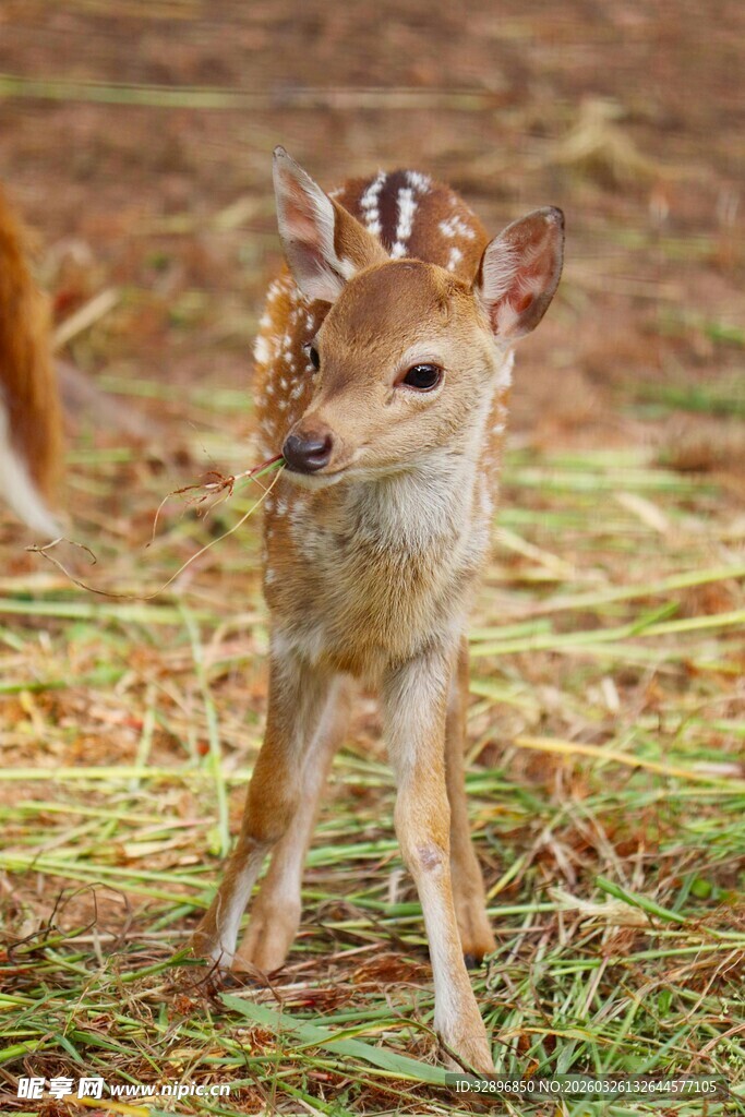 可爱小鹿在草地上漫步