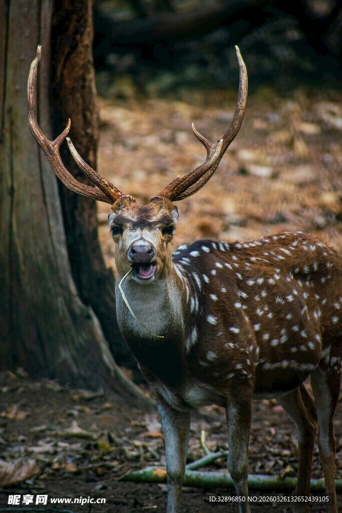 森林中带项圈的斑点鹿