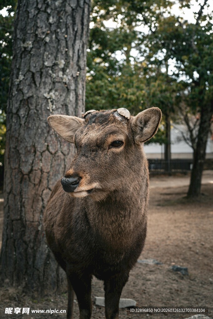 树下的鹿