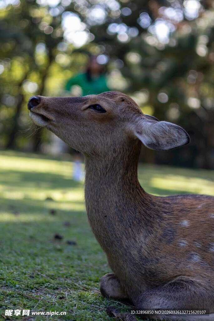 草地上休憩的小鹿