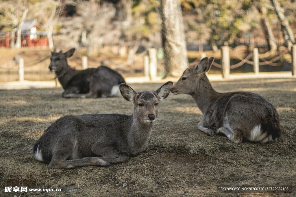 休憩中的几只梅花鹿