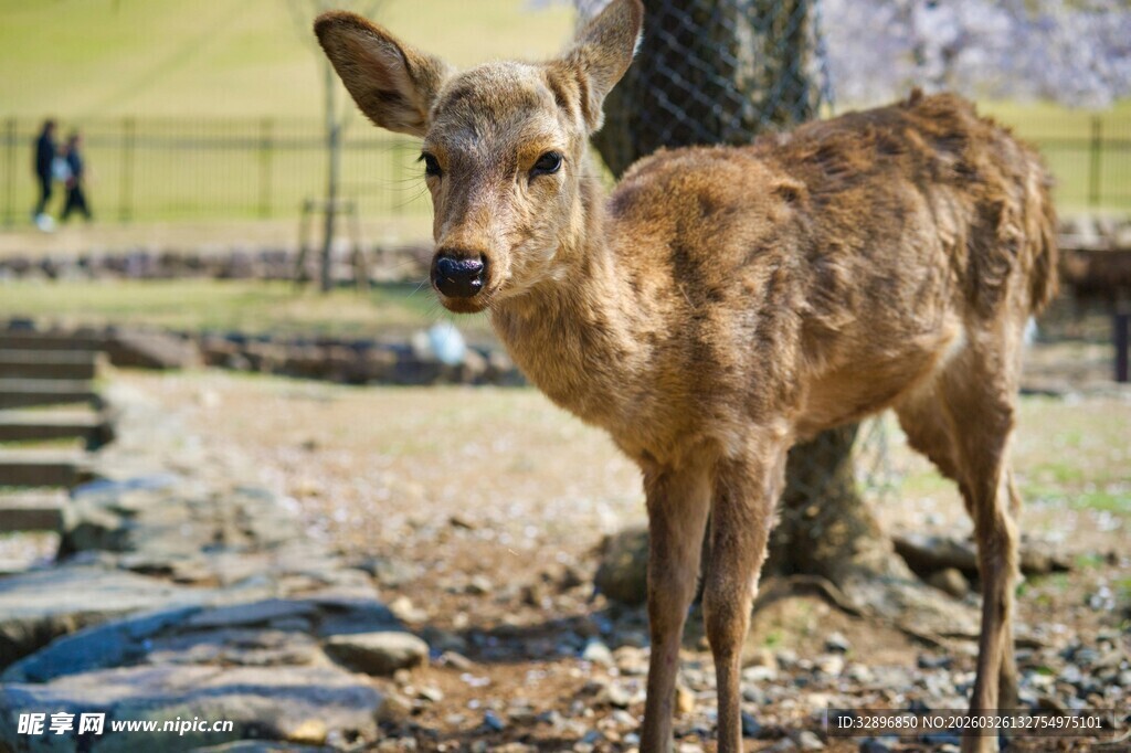 可爱小鹿站立于户外场景
