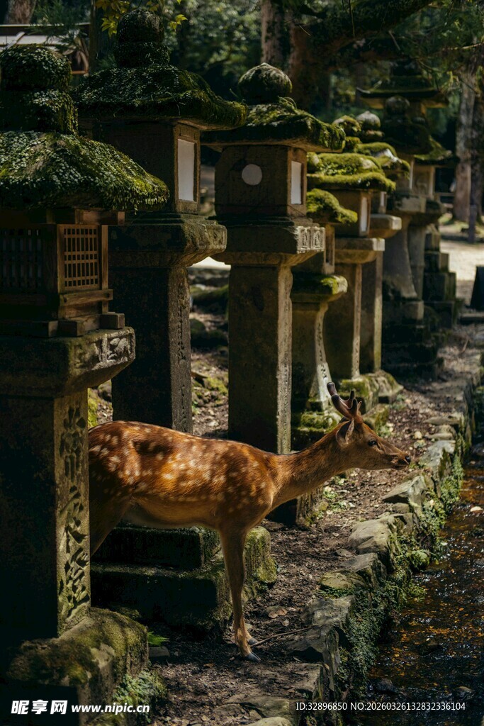 奈良小鹿与古老石灯笼景观