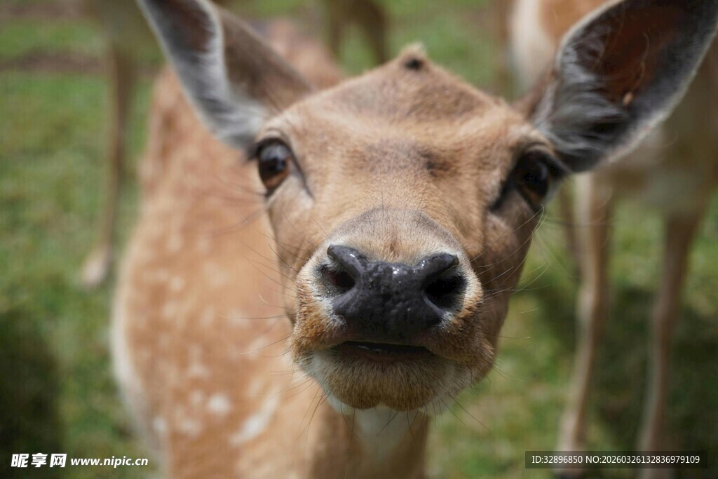 可爱小鹿特写