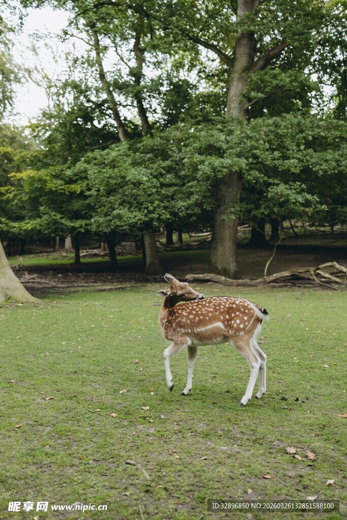 草地上的小鹿