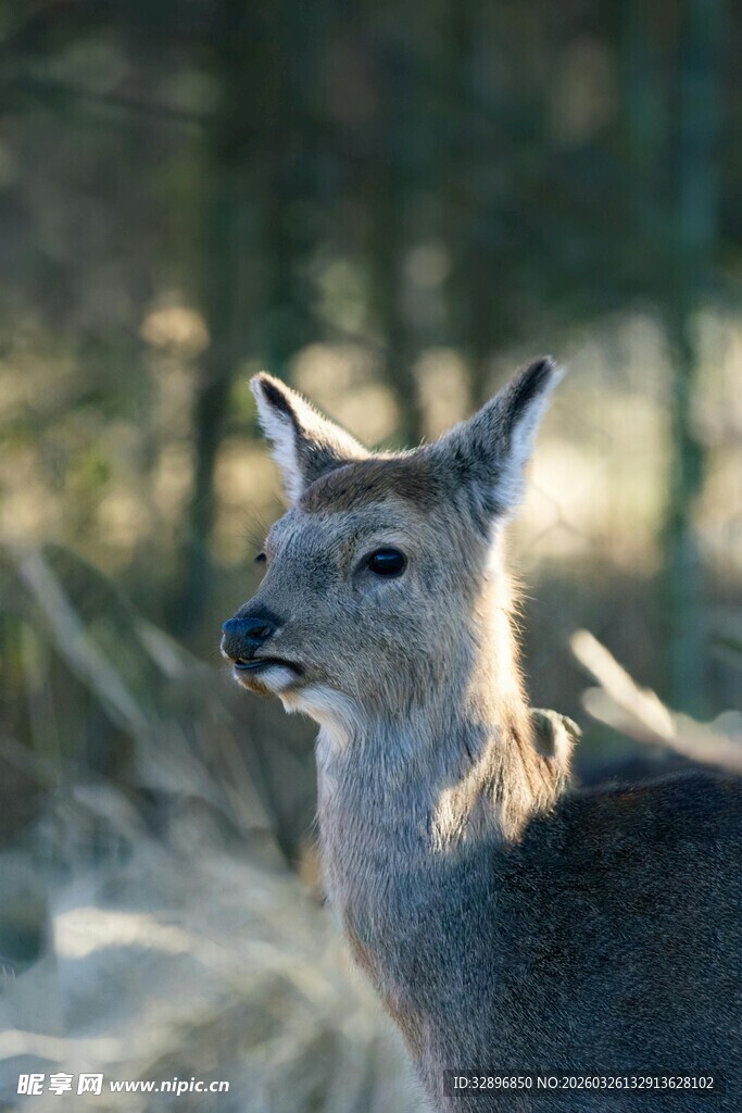 野外小鹿特写