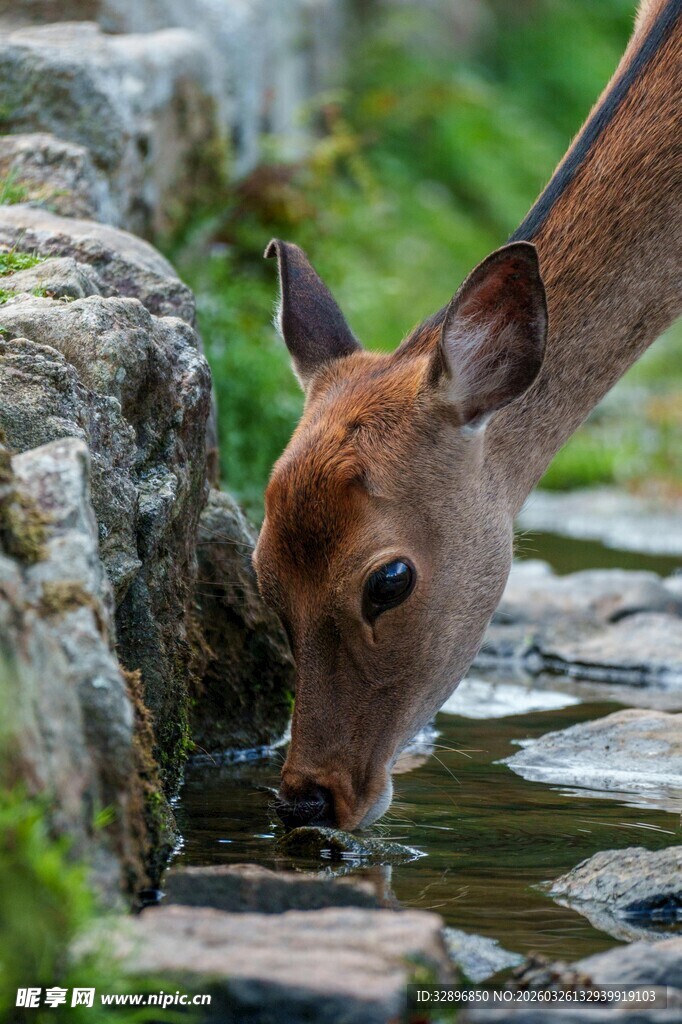 小鹿溪边饮水