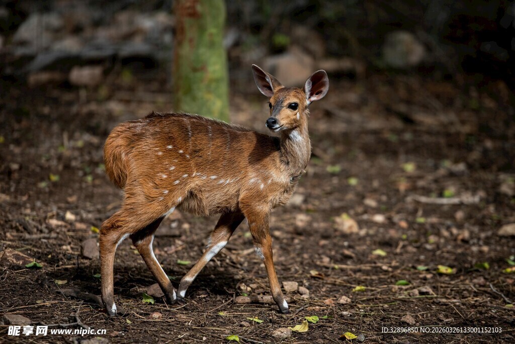 野外站立的幼年小鹿