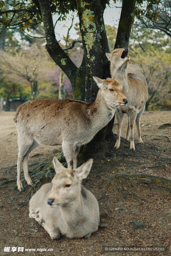 树下休憩的几只可爱小鹿