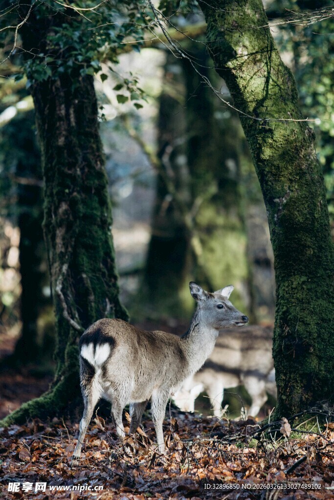 林间双鹿的静谧瞬间