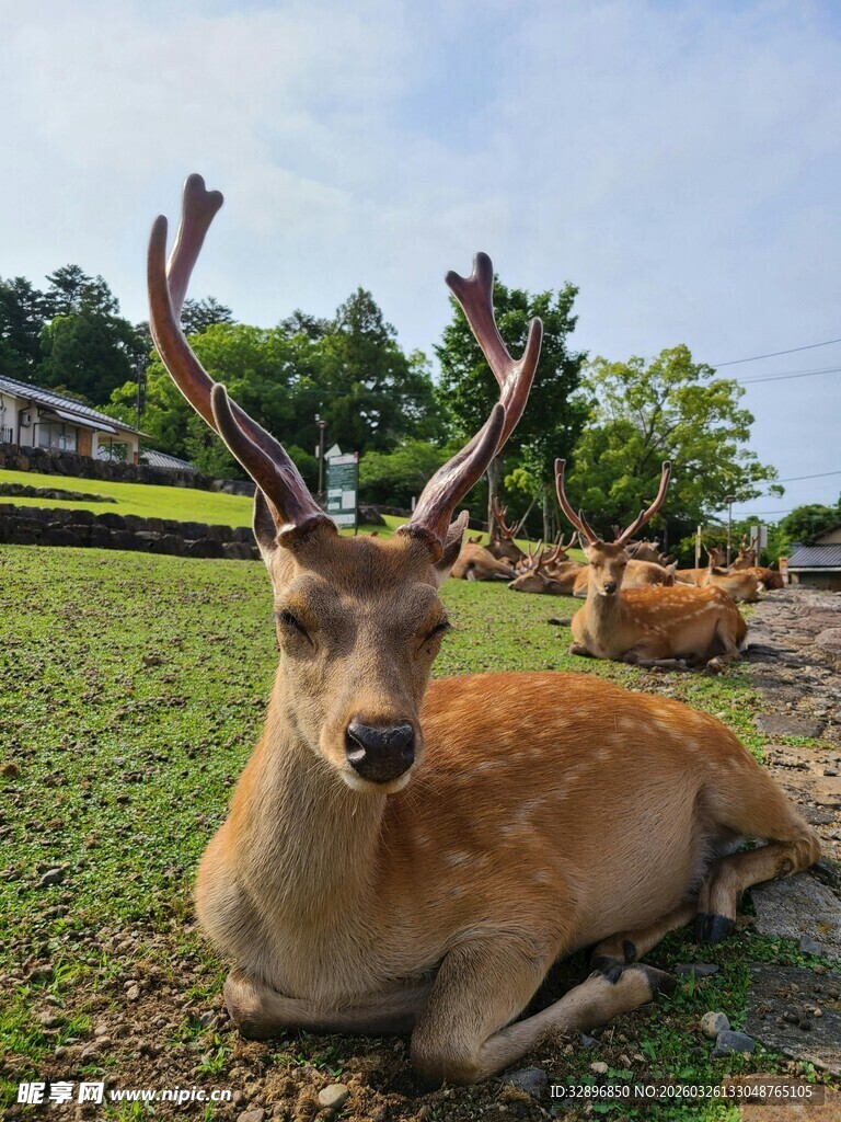 草地上休憩的美丽梅花鹿