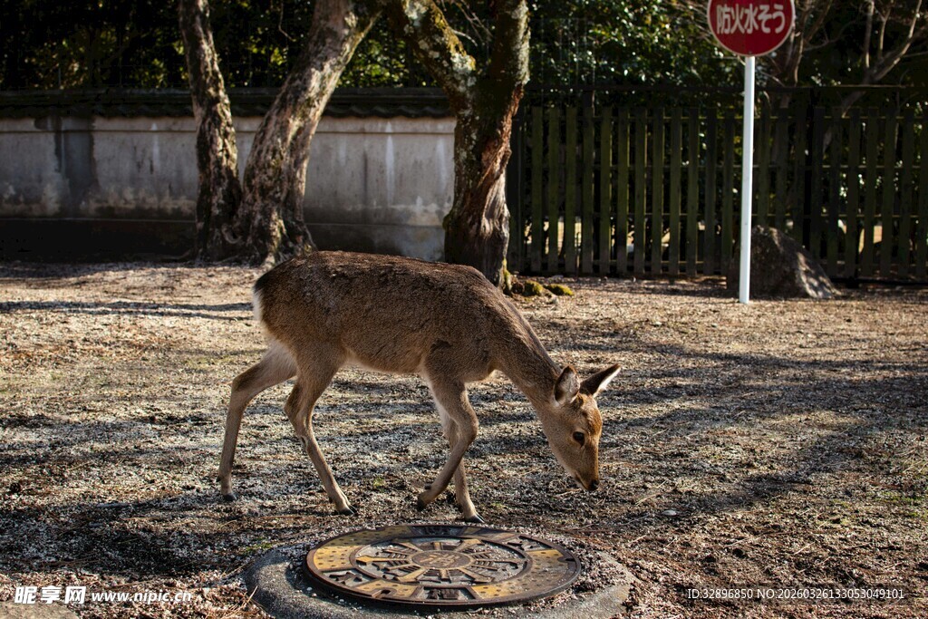 路边觅食的小鹿