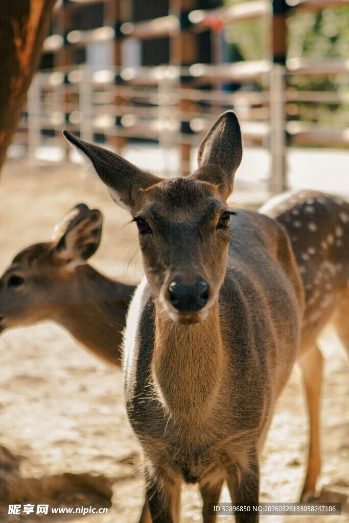动物园里的可爱小鹿