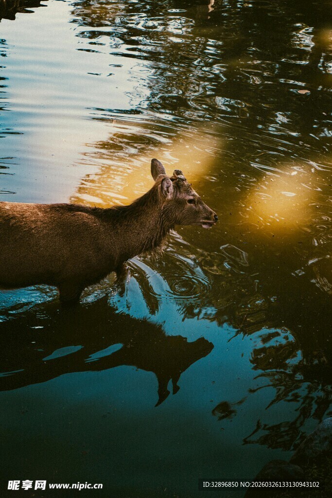 鹿在水中优雅前行