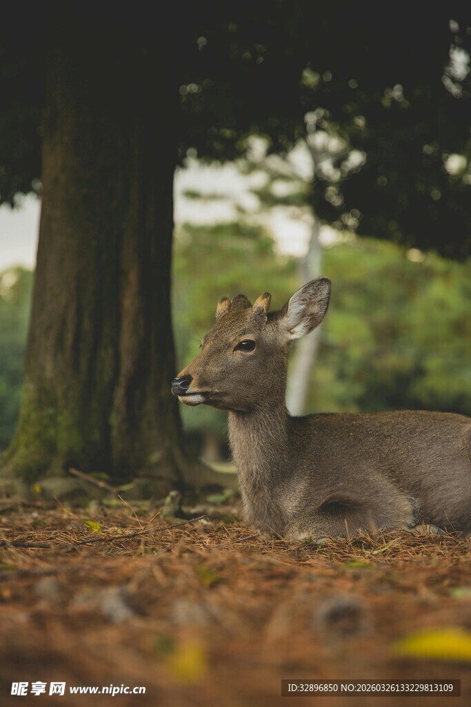 林间休憩的小鹿