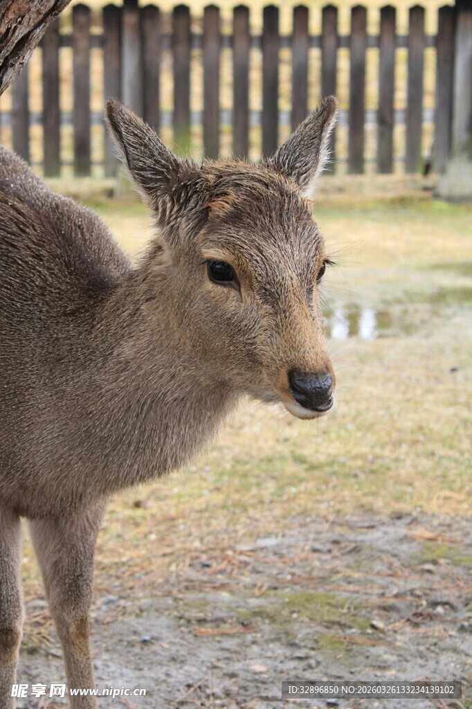 可爱小鹿户外特写