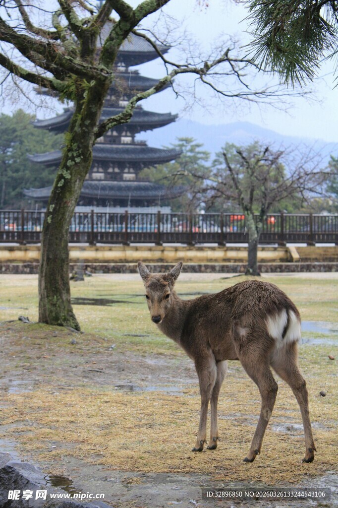 奈良小鹿与古朴建筑