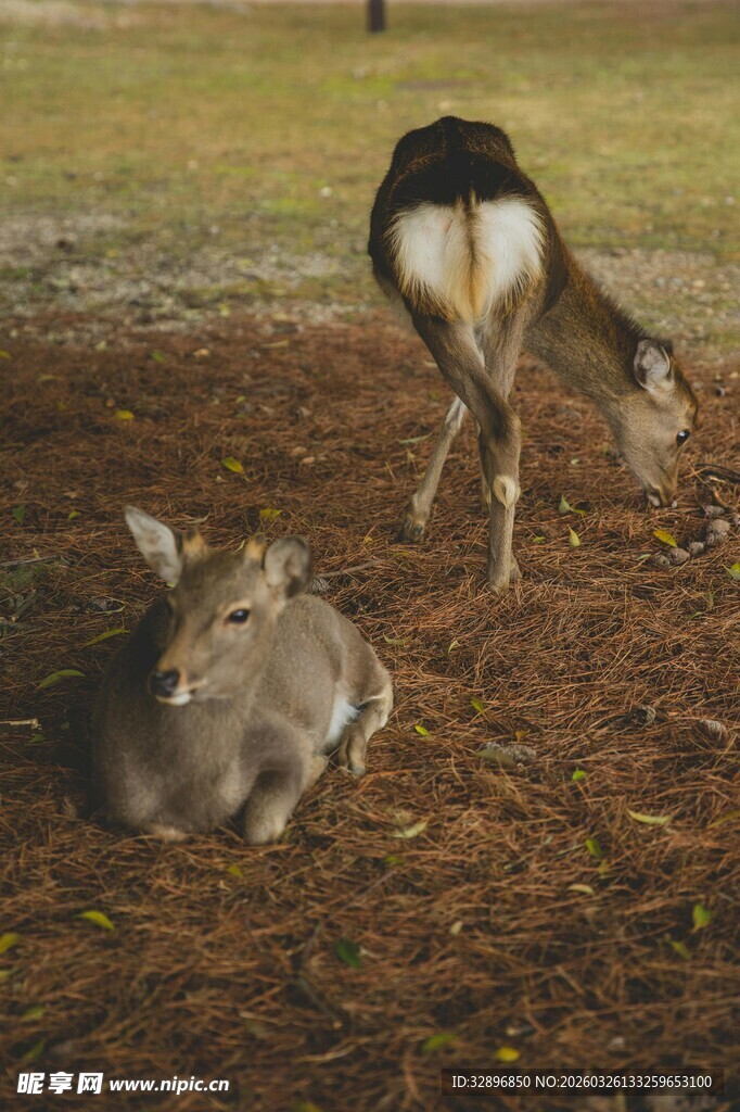 草地上休憩与觅食的小鹿