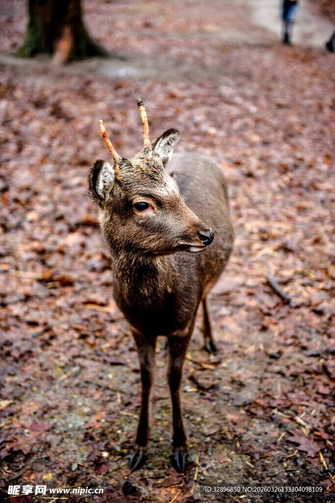 林间小鹿