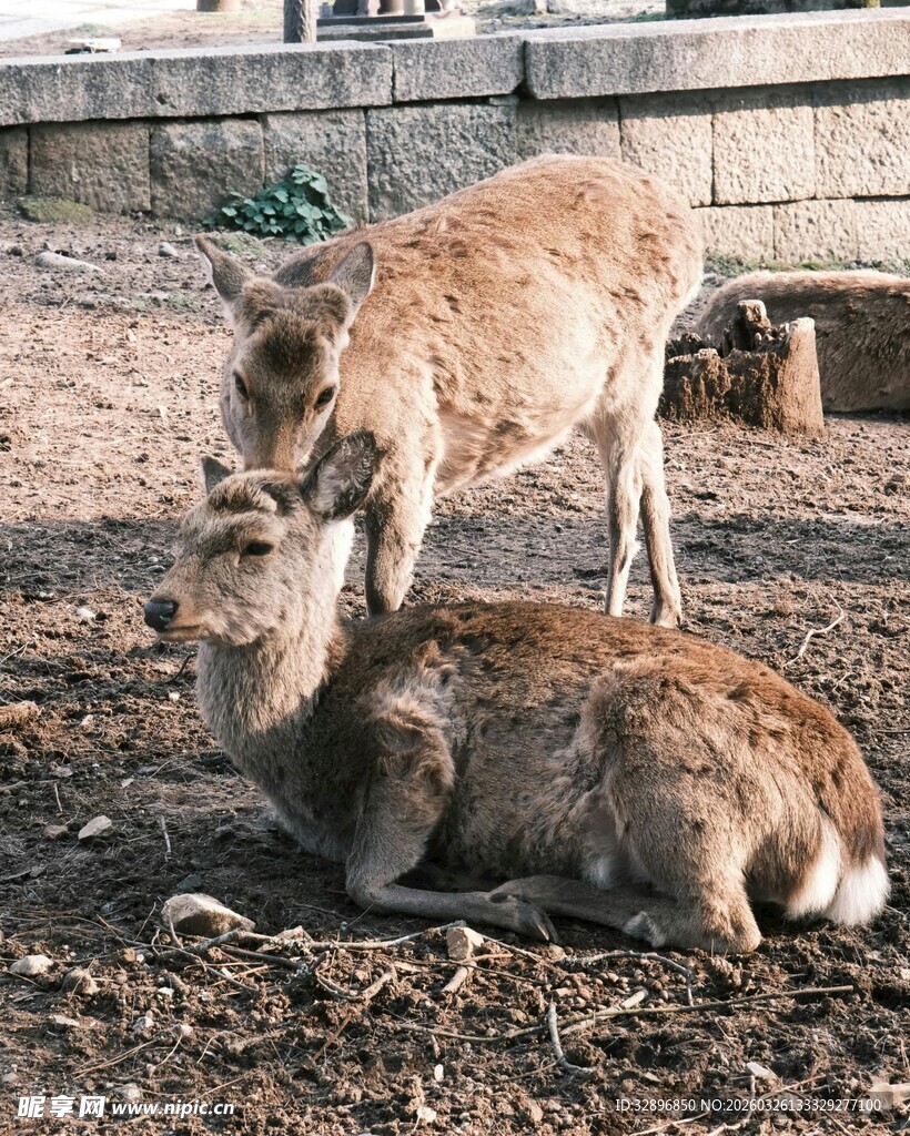 两只小鹿亲昵互动场景