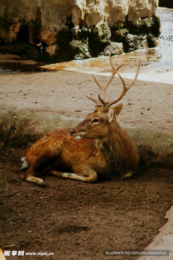 卧地休憩的美丽梅花鹿