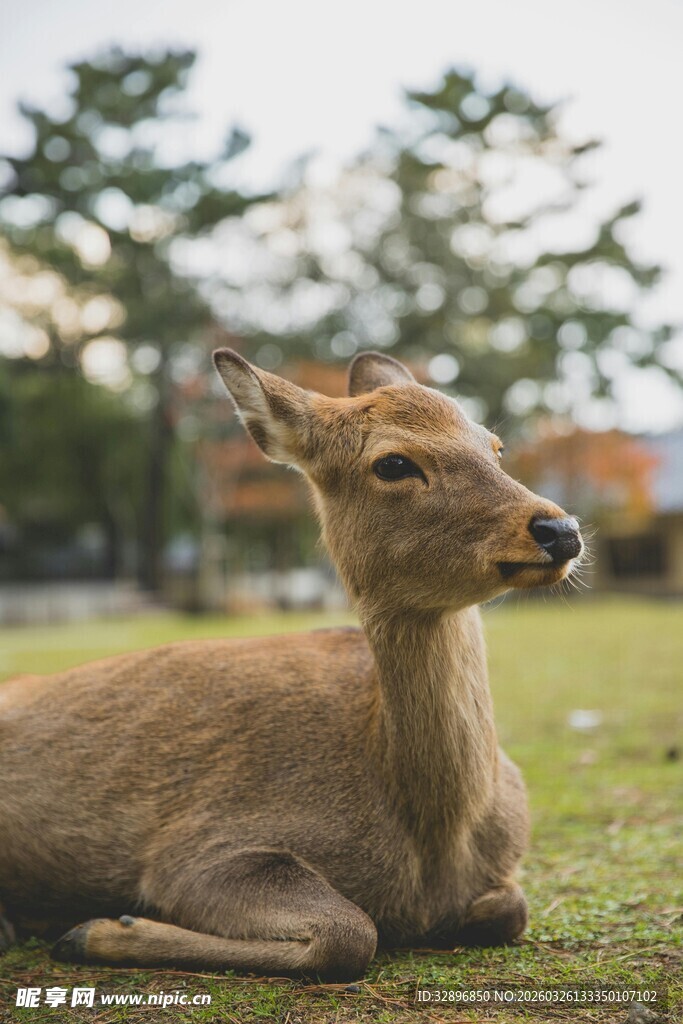 草地上休憩的优雅小鹿