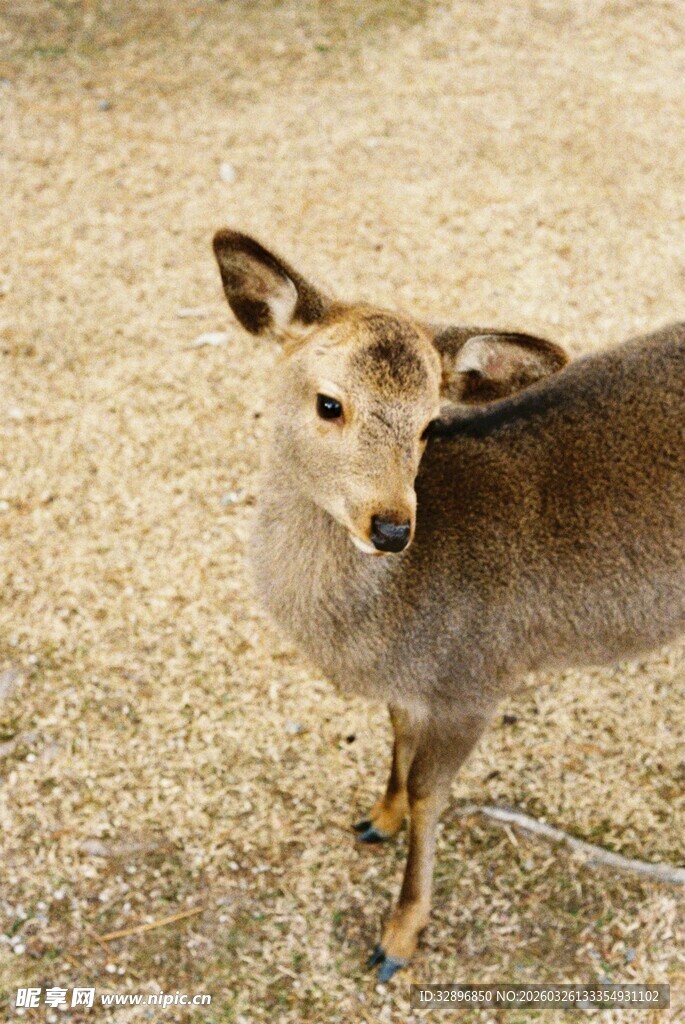 可爱小鹿站立在地面