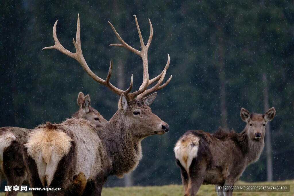 草原上的壮美麋鹿群