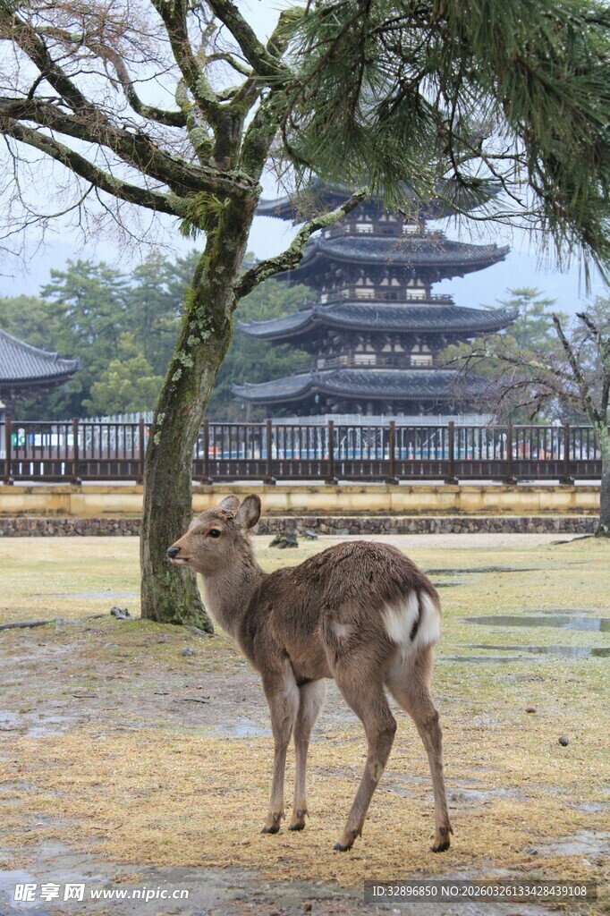 奈良小鹿与古老建筑同框