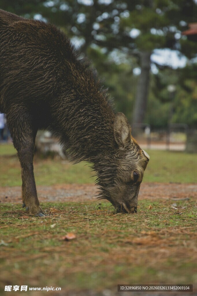 低头吃草的野生鹿