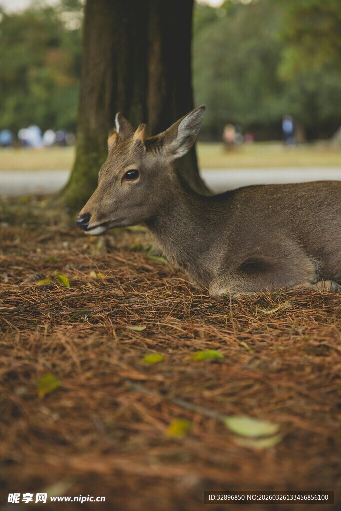 林间休憩的小鹿