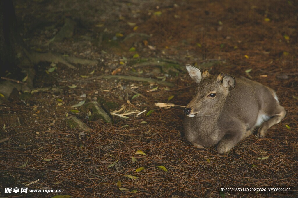 夜间草丛中的休憩野兔