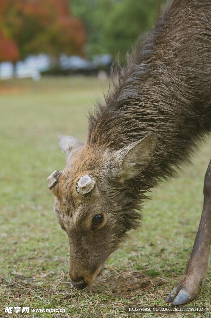 低头吃草的鹿