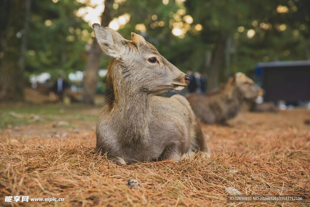 休憩的鹿
