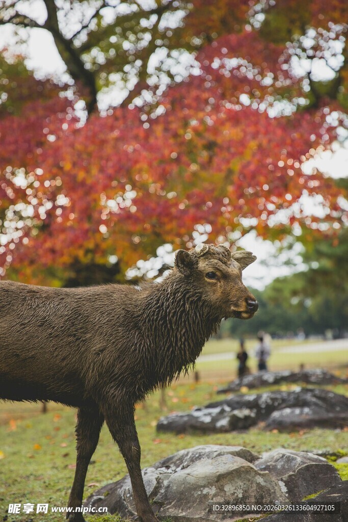 秋日树下的麋鹿