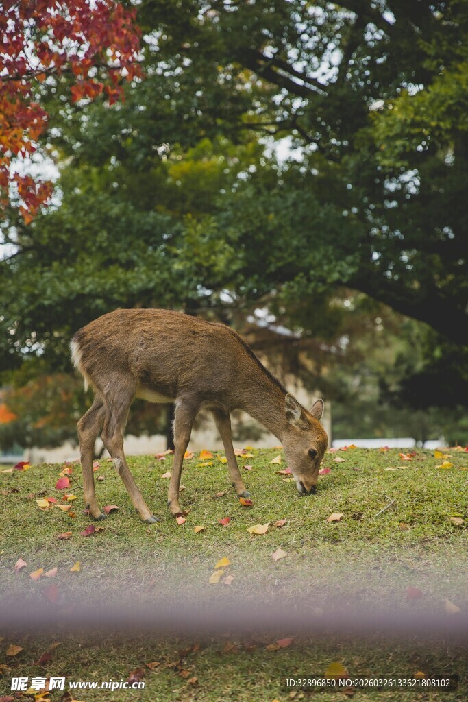 草地上的鹿在低头觅食