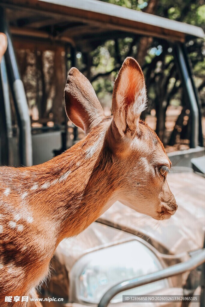 车内可爱小鹿