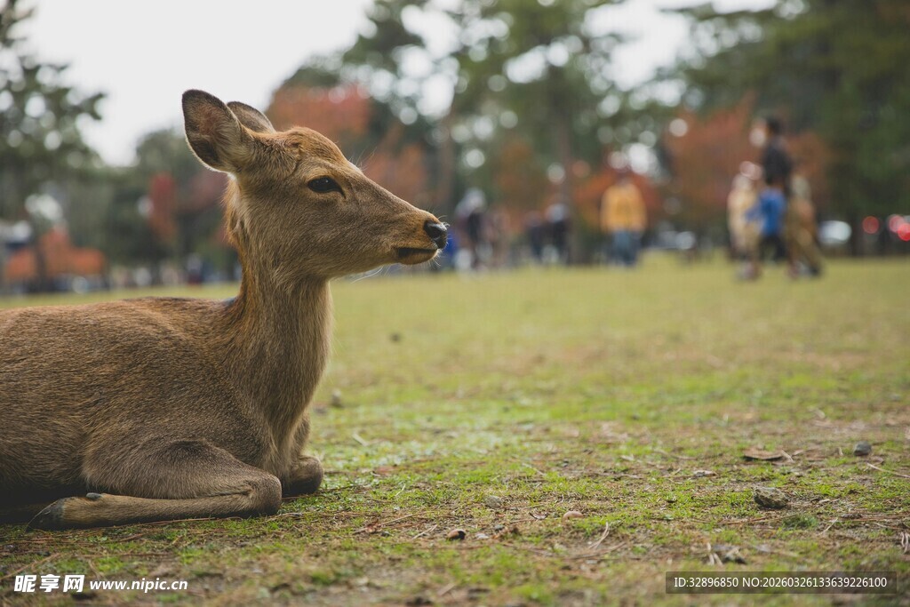 草地上休憩的小鹿