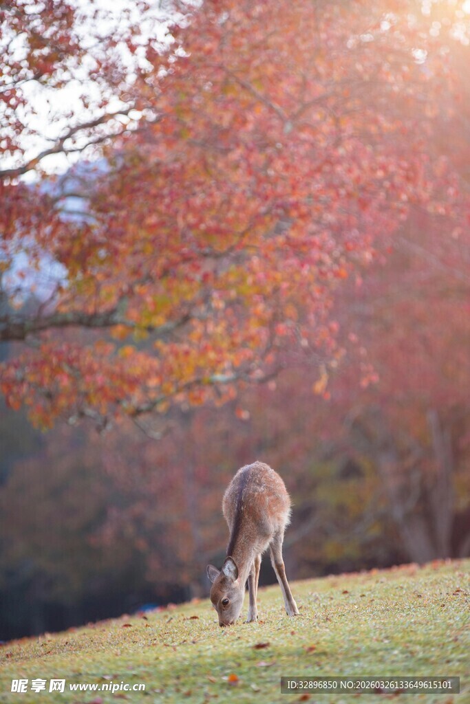 秋日草地觅食的小鹿
