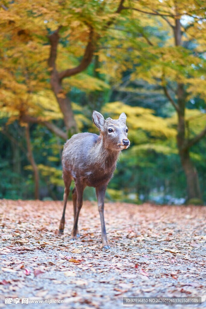 林间小鹿漫步于斑斓秋景