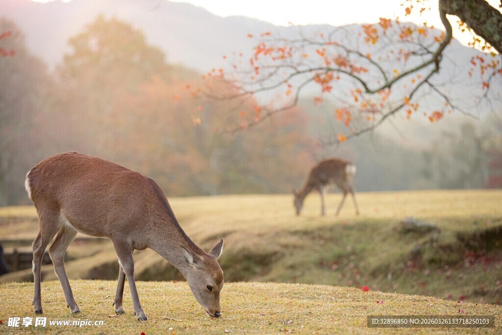 晨雾中觅食的优雅小鹿